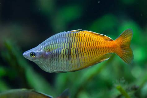 Raunbow fish